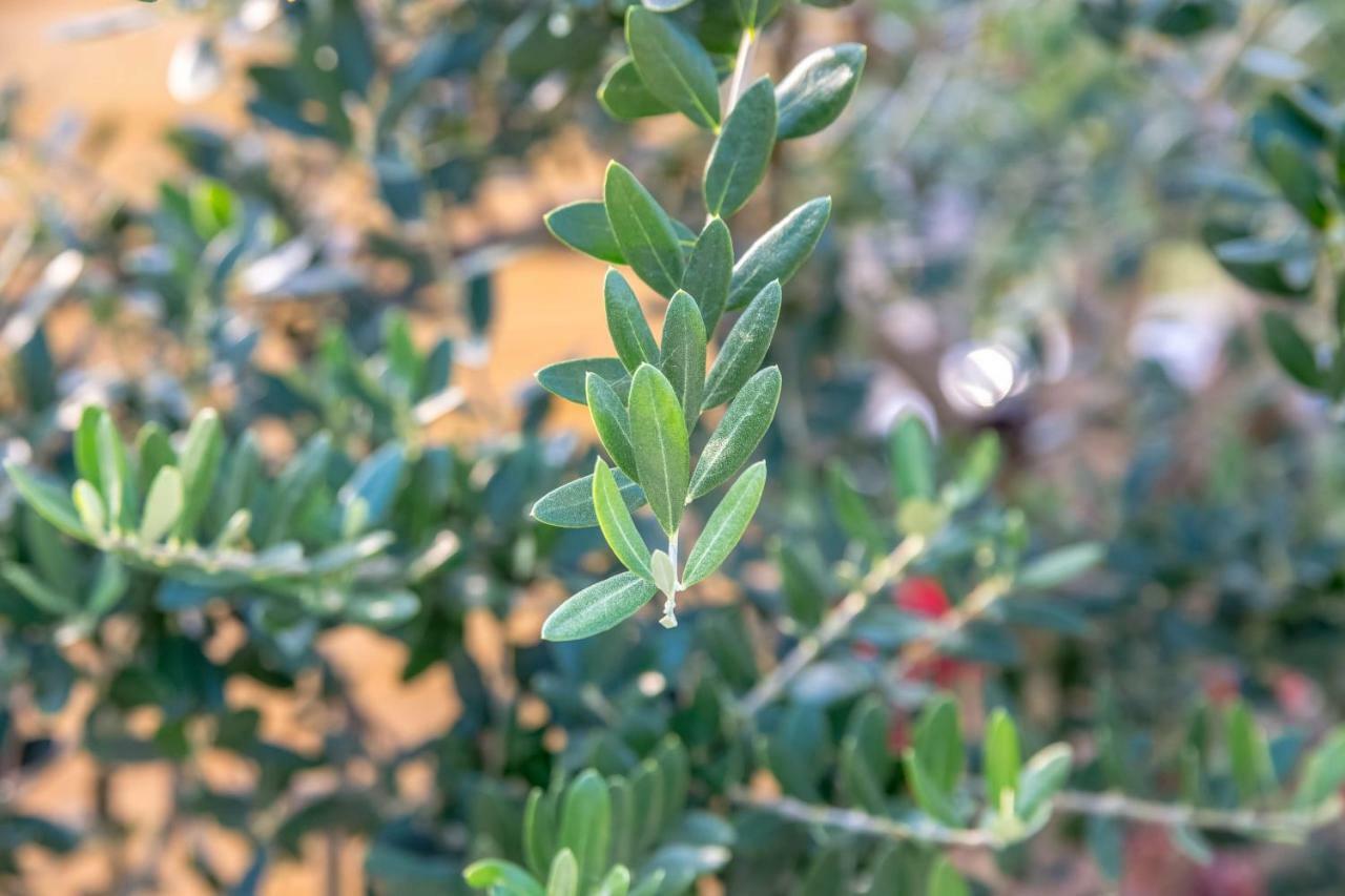 Apartment Li Tar-Vabriga Dış mekan fotoğraf